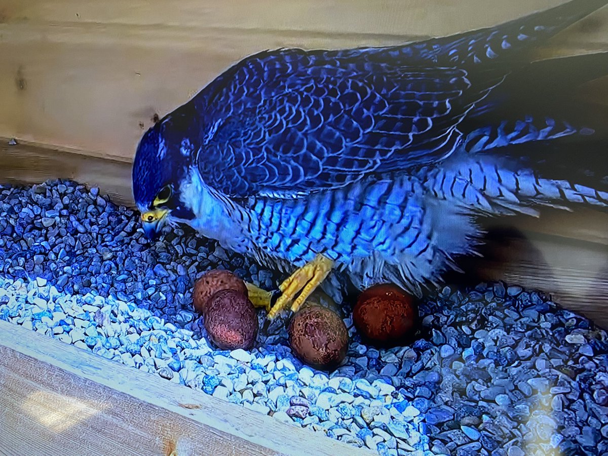 SethWellsTV's tweet image. Of course we are still on #FalconWatch at Spartan Stadium.

The Peregrine Falcon couple have welcomed a 4th egg to the clutch as of about 20 minutes ago! @wilxTV