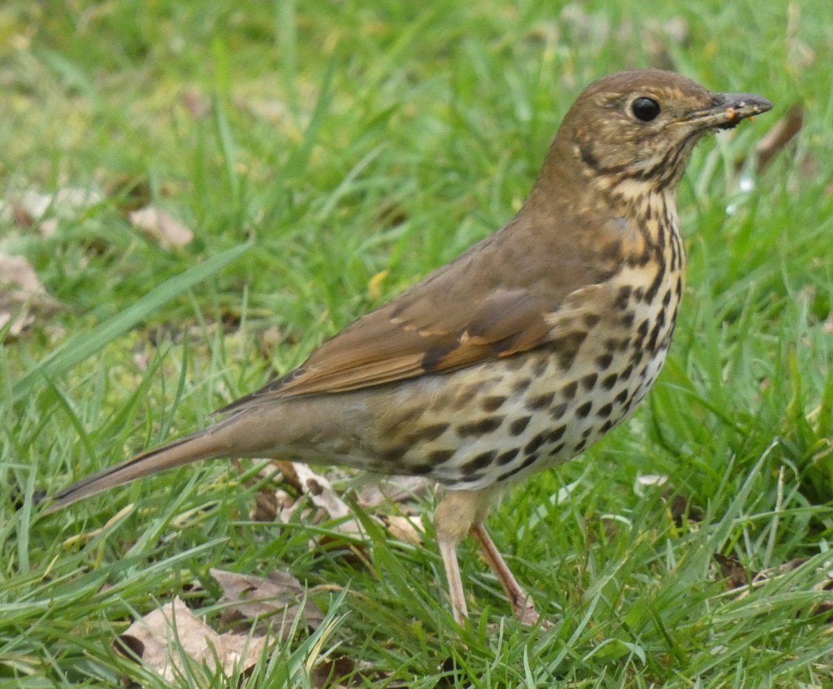 HirshC's tweet photo. Fine song thrush seen in Richmond Park #LoveRichmond https://t.co/59PDoOJlXe
