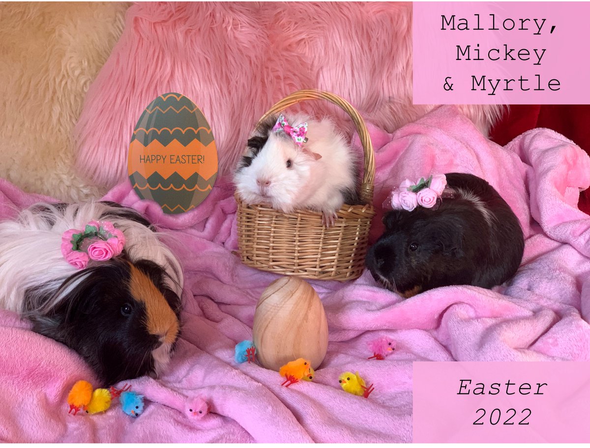 bonjour_rat's tweet photo. Happy Wheeaster! We are entering our #vipeaster photo in the @PetsatHome competition πΉπΉπΉ do we get extra points for our #sustainable egg? π₯ #guineapigs #rescuedanimals #AdoptDontShop https://t.co/lyg8Bv8txC