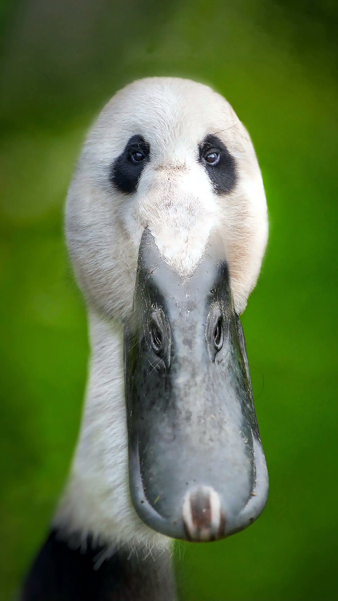 alcista.apt 💀🌐 🟢 tweet media