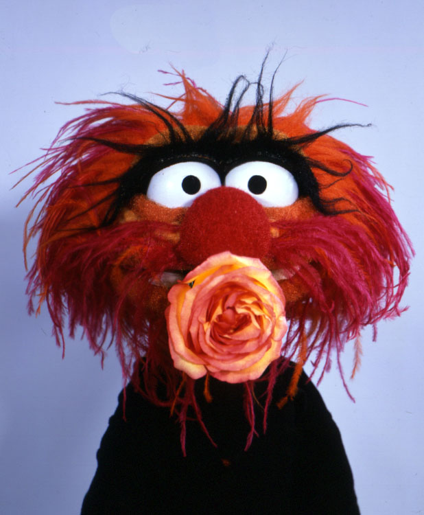 TheMuppets's tweet photo. Animal picked this flower just for you! 🌹 Thank goodness it's just for you, because he ate the other 11 flowers that came with this one. https://t.co/5Jeoo8cRq4