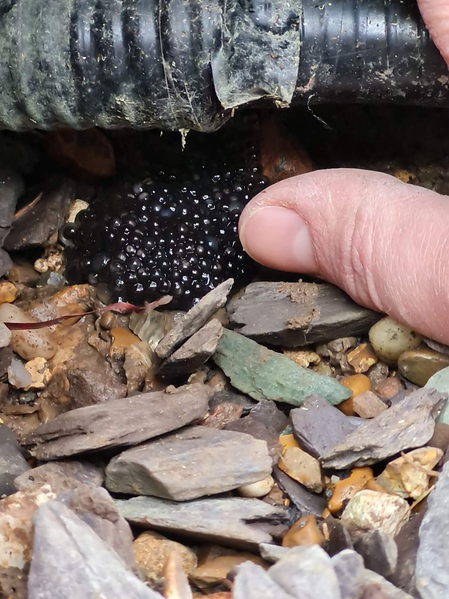OdihamCakeComp's tweet photo. can anyone help with this picture please, I have no idea #gardening 
@TheMontyDon @Hugh_Cassidy #anyone https://t.co/NwkDxiOJ3f