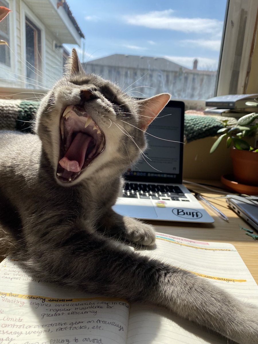 tofuellen's tweet photo. big yawn! https://t.co/bLoKoc7BzM