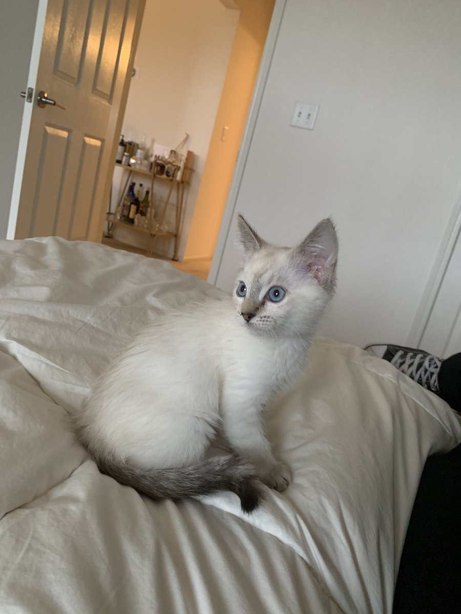 Good Morning #algofam. Welcome the newest member of the 9Lives family!She is half calico half Siamese. How are you all doing?!?! #Algorand #algonft