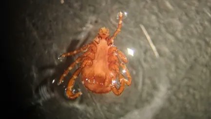 Ticks carrying Rocky Mountain spotted fever are spreading to new areas, putting a large portion of the U.S. at risk, according to a new @MidwesternUniv study: buff.ly/36BoLiy #expbio @ASBMB #ticks #dogs