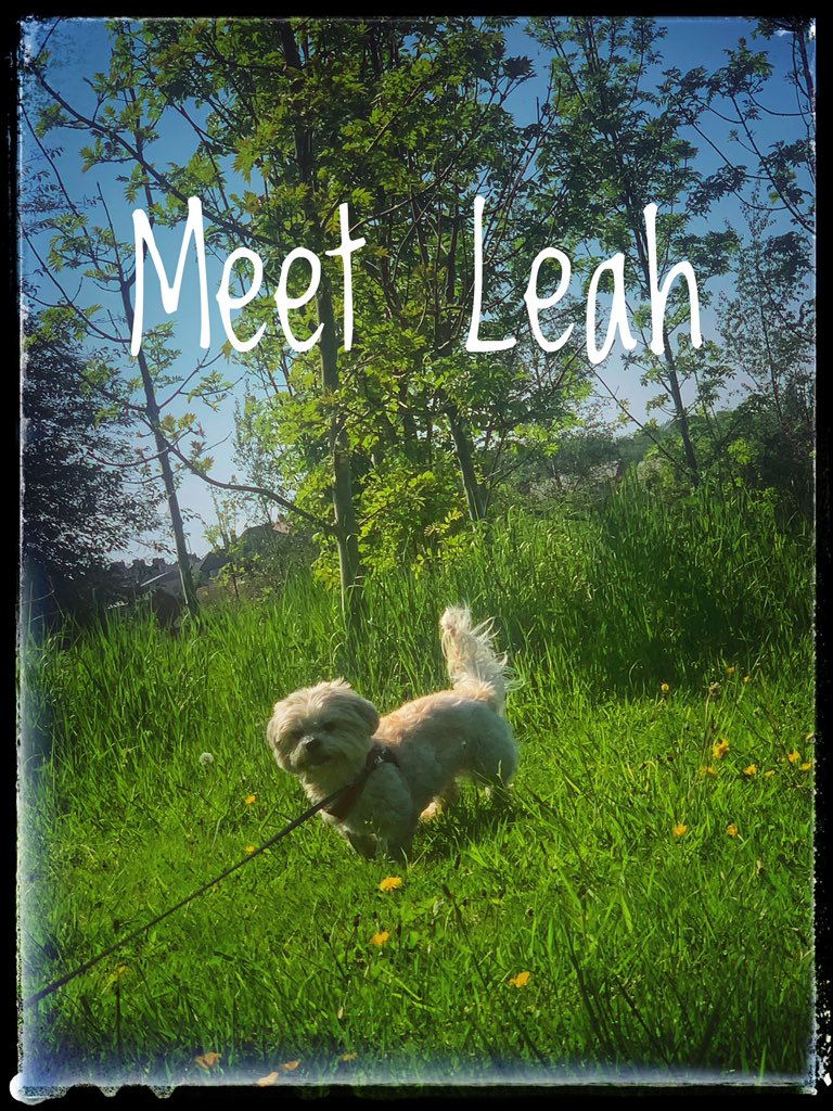 DoneInALifetime's tweet image. Do you think walking the dog is therapeutic? youtu.be/UAJLUBHkjnY #vlogging #barnsley #lovedogs