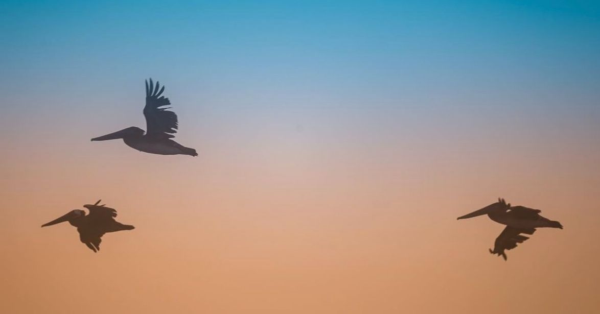 OCMaryland's tweet photo. Goofy, graceful, and gregarious, Brown Pelicans are beloved sights in #ocmd.  They nearly vanished in the 1970s but recovered so strongly that it was delisted in 2009. Nearly 2,500 breeding pairs visit the Delmarva Peninsula in summer.  
📷: @pinolaphoto 
#KeepAmericaBeautiful https://t.co/zIz7H7zPEh