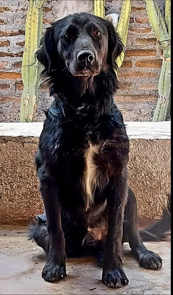 NADIE HA PREGUNTADO POR EL :(
NEGRITO EN ADOPCIÓN!!!

Amig@s,

Este amigo de 9 meses quedo solito, luego que su humano falleciera 😞
Compartamos su caso! El se encuentra con todos sus cuidados al día!
RT!!!
Contacto: +569 82639753

#adoptanocompres
#Santiago