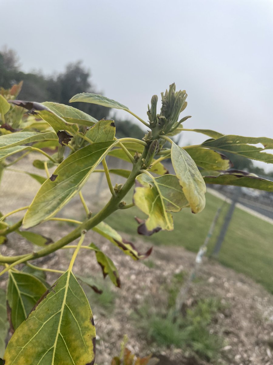 Our trees seem to be doing well! Avocado has good new growth shoots, peaches are beginning to come in and the Lemons…. Yea well 😳😳😳 <a href="/ProsapioJ/">Joseph Prosapio</a>