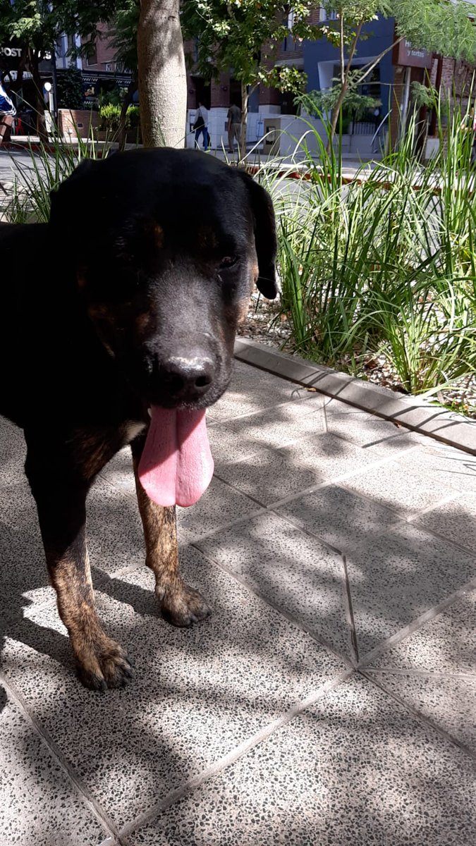 Este perrito nos siguió desde parque Las Tejas, ahora está en Chacabuco e Illia. Tiene collar pero no tiene chapita. Si alguien lo reconoce, creemos que tiene dueño. <a href="/VivireNuevaCba/">VivirenNuevaCórdoba®</a> @en_guemes <a href="/yo_nva/">YoVendoNvaCba</a> <a href="/adopcionescba/">Adopciones Córdoba</a> <a href="/VivirEnNuevaCba/">Vivir en Nueva Cba</a>