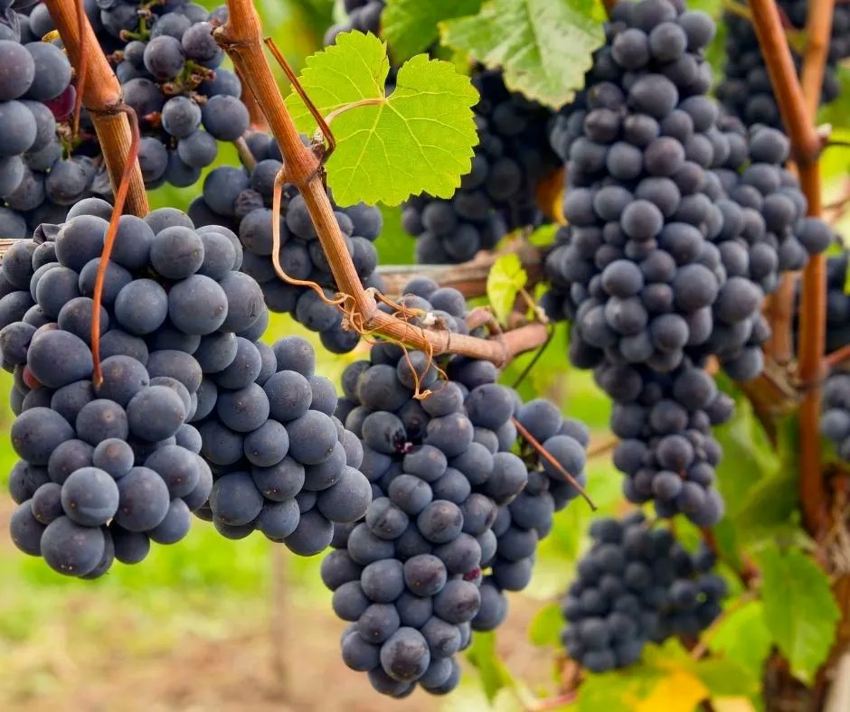 Do you love wine as much as we do? Book your stay along with a World of Wine Master Class event, and get a 20% discount off your stay!
buff.ly/3gW5KsL