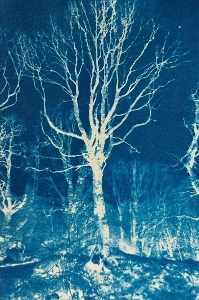 wlhaydock's tweet photo. Bring back the sunshine so I can make more prints! 'Night Walking'  cyanotype 6x4 inch. #oldprocess #cyanotype #treestuff #lovetrees https://t.co/MJIbHX4zH1