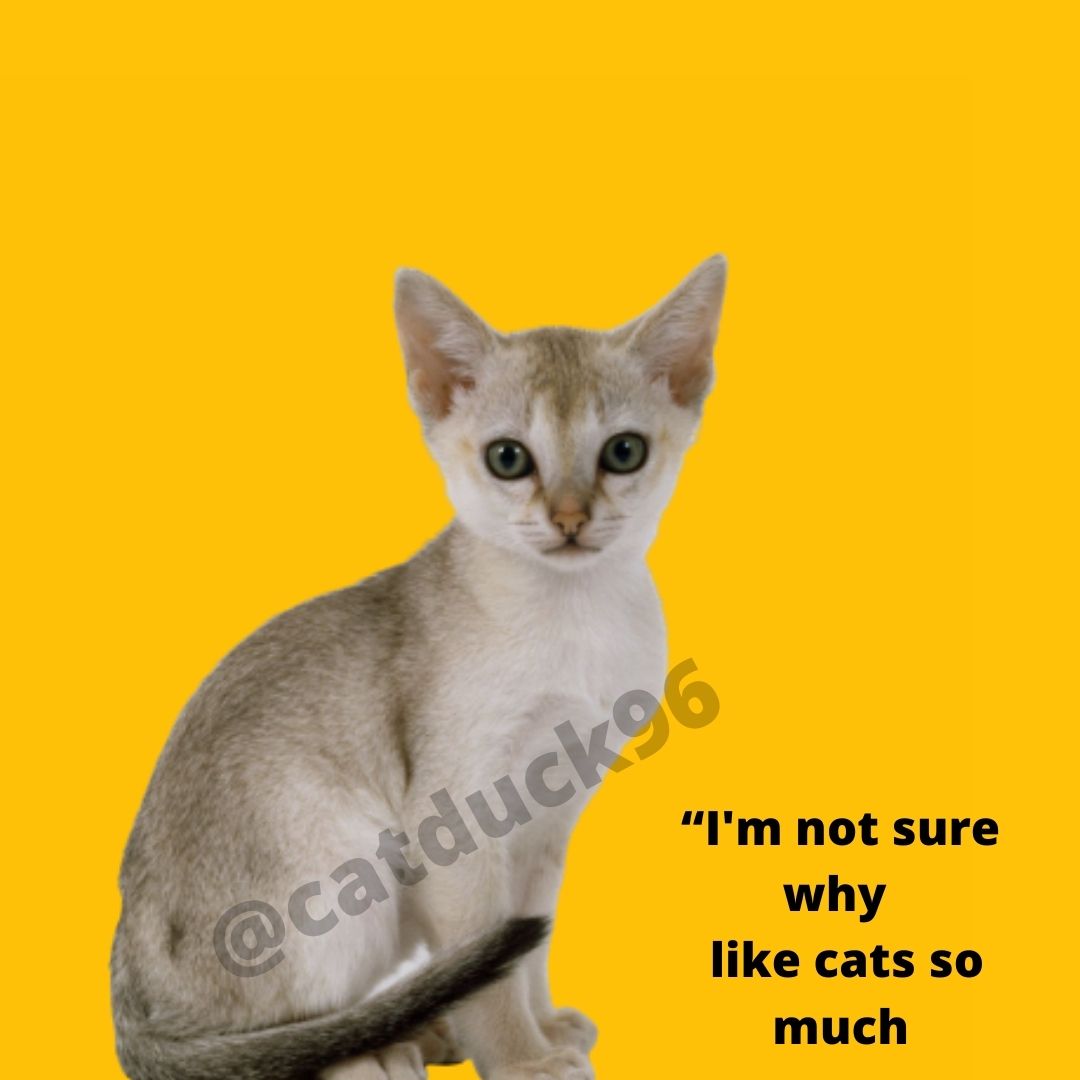 Catduck96's tweet photo. “I'm not sure why I like cats so much..
#catlmv #catphoto #catlover #catsray #catsworld #cat #catnice #catsmail #catvideo #catmode https://t.co/bEBNAOalxW