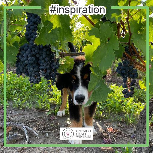 via The Ontario Craft Wine Conference 2022 (Virtual) whova.com/portal/webapp/…
Brix(Bravo) checking out the 2021 vintage of Cab franc - his first vintage!