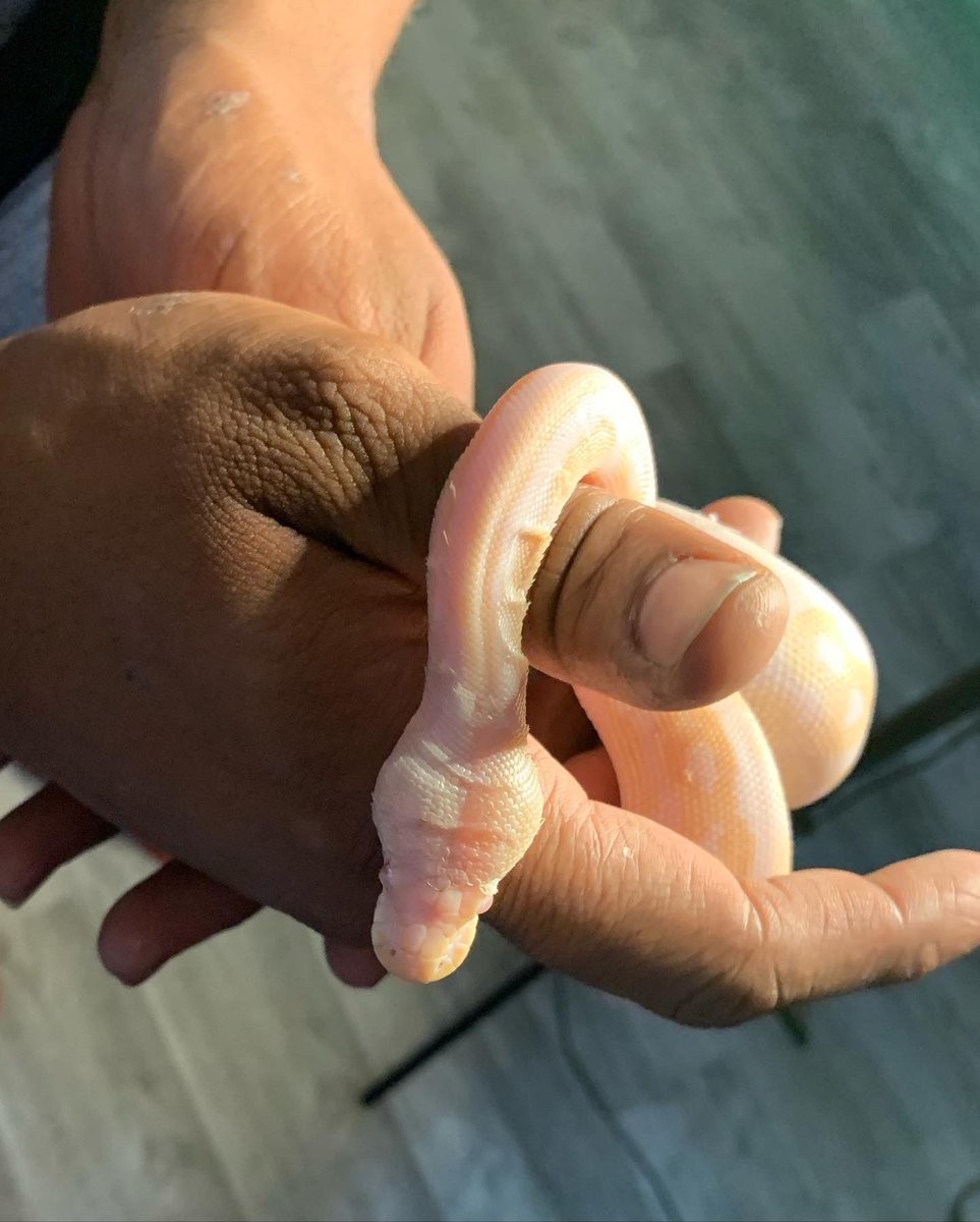 Tru_Whit88's tweet photo. Albino Ball Python For Sell: $350

Non Aggressive female 
Species: Python regius 
Length: About 2ft
Diet: Live and Frozen/Thawed Medium Mice

Reptile tank fully furnished with heat lamp. 

#albinopython #python https://t.co/4l3C967aNH