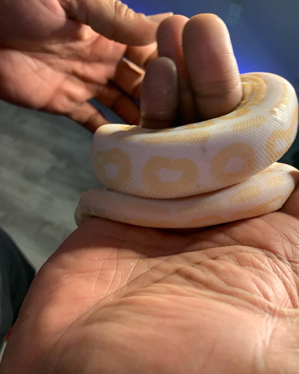 Tru_Whit88's tweet photo. Albino Ball Python For Sell: $350

Non Aggressive female 
Species: Python regius 
Length: About 2ft
Diet: Live and Frozen/Thawed Medium Mice

Reptile tank fully furnished with heat lamp. 

#albinopython #python https://t.co/4l3C967aNH