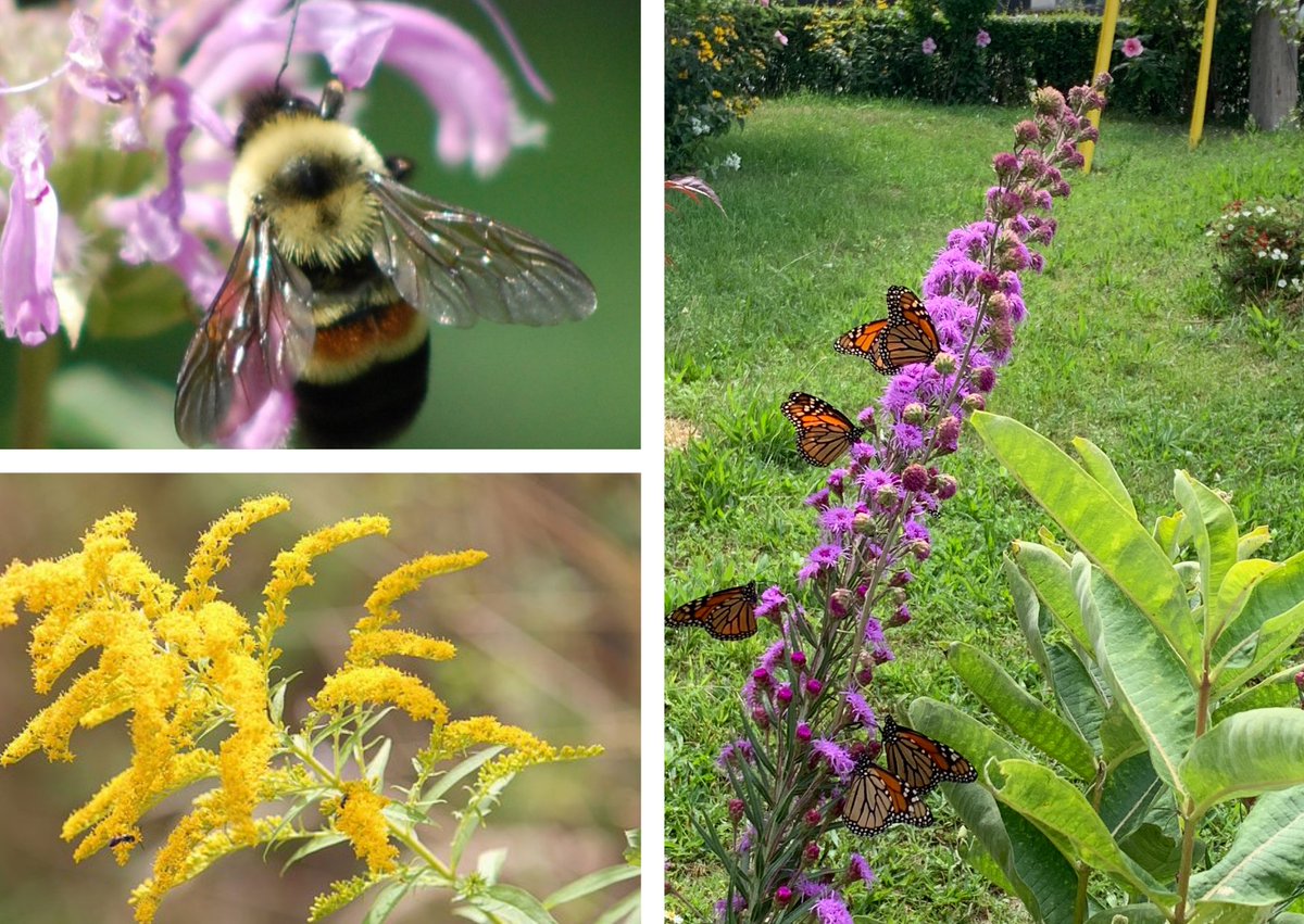 LiveGreenTO's tweet photo. Kick start your pollinator garden with a free #PollinateTO Native Plant Kit! ⁠🌻🌼🐝🦋 Enter the contest to win a plant kit that includes 10 native wildflower plants, a native shrub, a small garden sign and more! Learn more and enter the contest here: https://t.co/dhM48O0C2g https://t.co/en3pksCmid