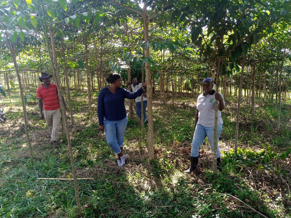 fmnrnetwork's tweet photo. Today the FMNR network steering committee had a learning visit to our partners Mpigi District Farmers association. This is Nawandigi forest reserve being restored by  Umoja Veterans Sacco..... Follow us on https://t.co/9bNCmO3lW1. https://t.co/6LnFX8G6zi
