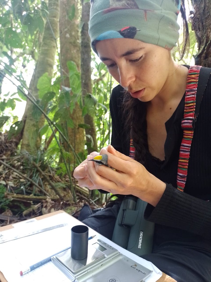 selvaorgco's tweet photo. En nuestro esfuerzo más ambicioso de rastreo hasta la fecha, hemos instalado 24 transmisores en H. mustelina y 25 en V. chrysoptera en Costa Rica y Nicaragua, y hay más en el camino #MotusMagic https://t.co/qqWvRxBqdm