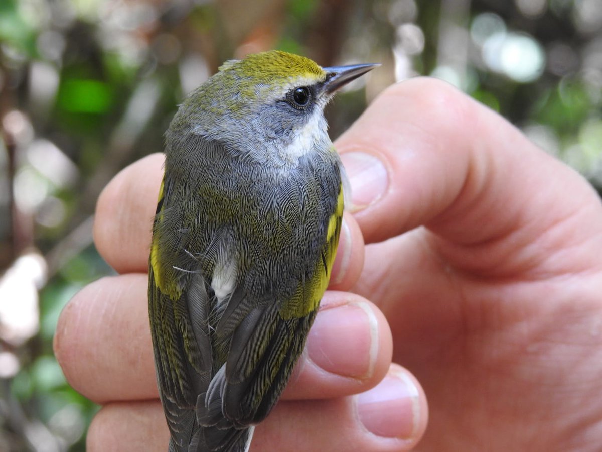 selvaorgco's tweet photo. En nuestro esfuerzo más ambicioso de rastreo hasta la fecha, hemos instalado 24 transmisores en H. mustelina y 25 en V. chrysoptera en Costa Rica y Nicaragua, y hay más en el camino #MotusMagic https://t.co/qqWvRxBqdm
