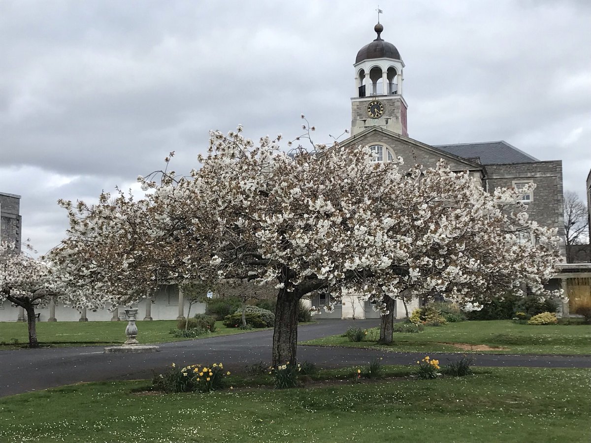 Trees in full bloom, love living here .