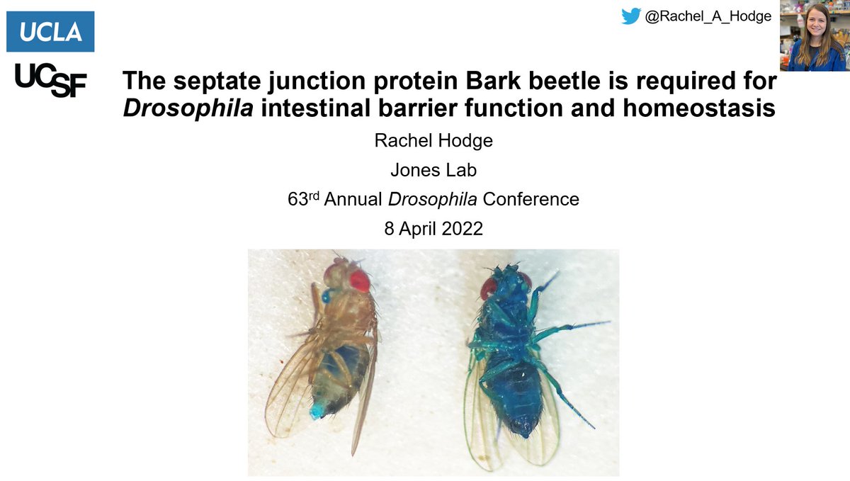 Rachel_A_Hodge's tweet photo. I'm presenting my work from @JonesLabUCSF at #Dros22 in person! Stop by Cell Biology I at 8:30am Friday to hear about gut aging, septate junctions, and Smurf flies 😊 https://t.co/imhuaAiViW