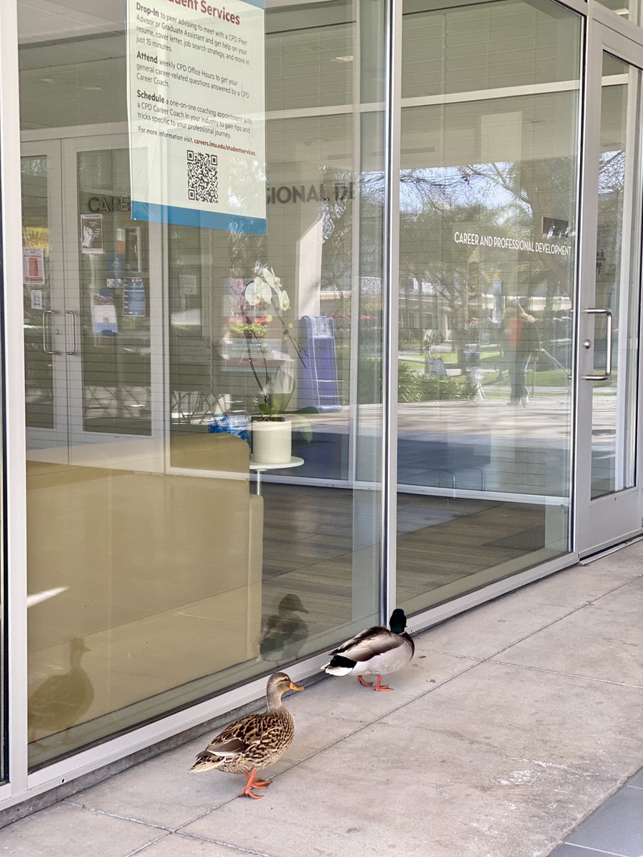 brandengrimmett's tweet photo. These ducks know what’s up: visit @LMUCareers early and often. #ilovelmu @LoyolaMarymount https://t.co/jMJXFsHEyj
