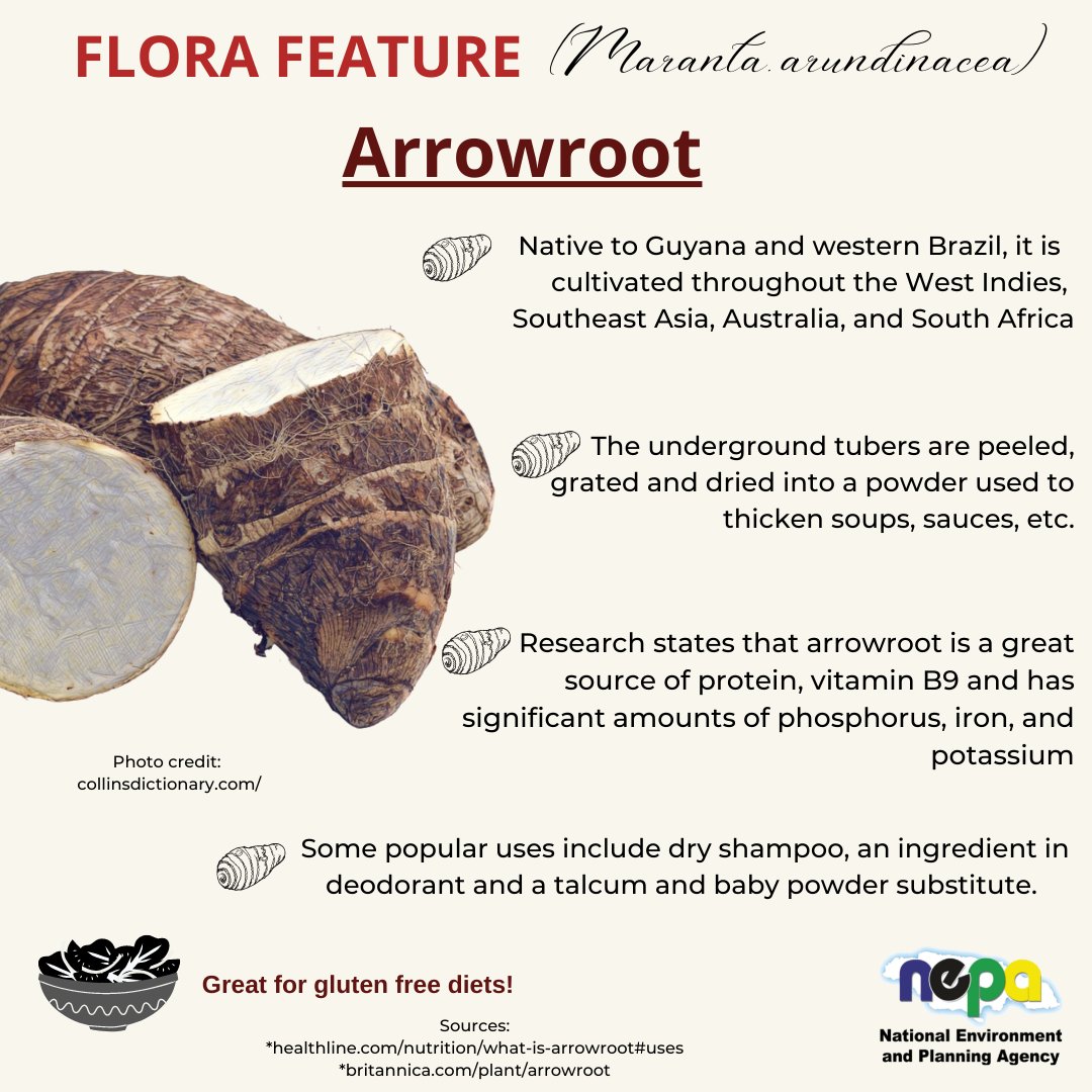 nepajamaica's tweet photo. Who knows this one? This month's #FloraFeature is on Arrowroot. Take a deep dive into this unique plant. What are your memories of arrowroot? https://t.co/P3olLyS48L