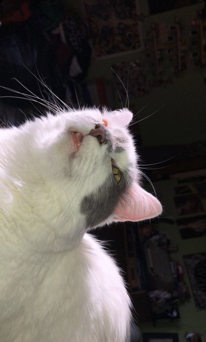 AestheticAhn's tweet photo. teefs from 2 years ago https://t.co/9QQHFzQwVJ