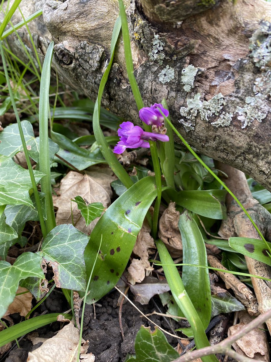 Seems like the Eary Purple Orchid season is now officially open, our only local’ish patch up in Norbury Park beginning to show well - helped by @TBHPartnership unintentionally diverting walkers, dogs, cyclists etc @Surrey_Botany @ukorchids @BSBIbotany