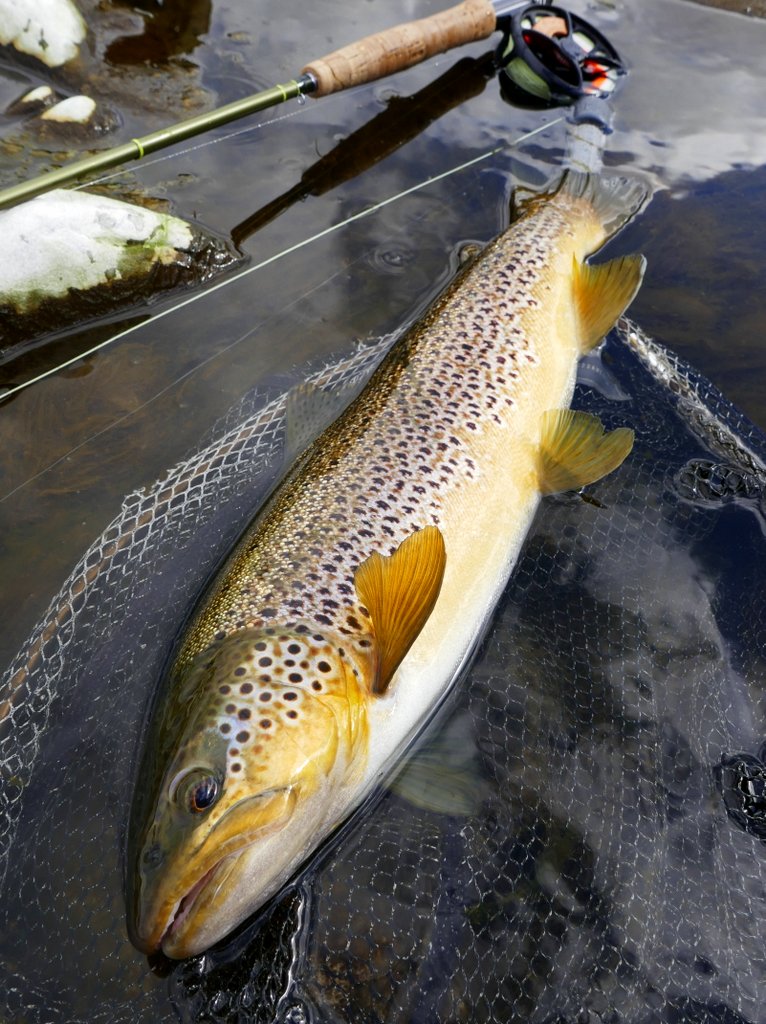 Paul Procter FlyFish (paulprocter) / Twitter