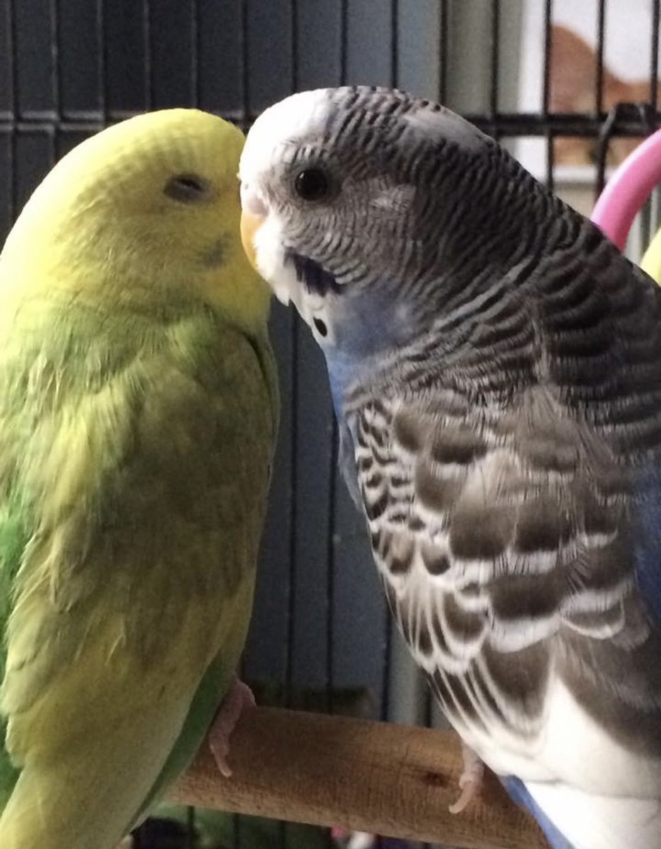 BeingFrankle's tweet photo. My bird named Greg Bird died today just when the Yankees got rid of the real Greg Bird #Yankees #gregbird #parakeets #birds #dogs #DogsofTwittter #parakeetsoftwitter https://t.co/nFRK2X2YeK