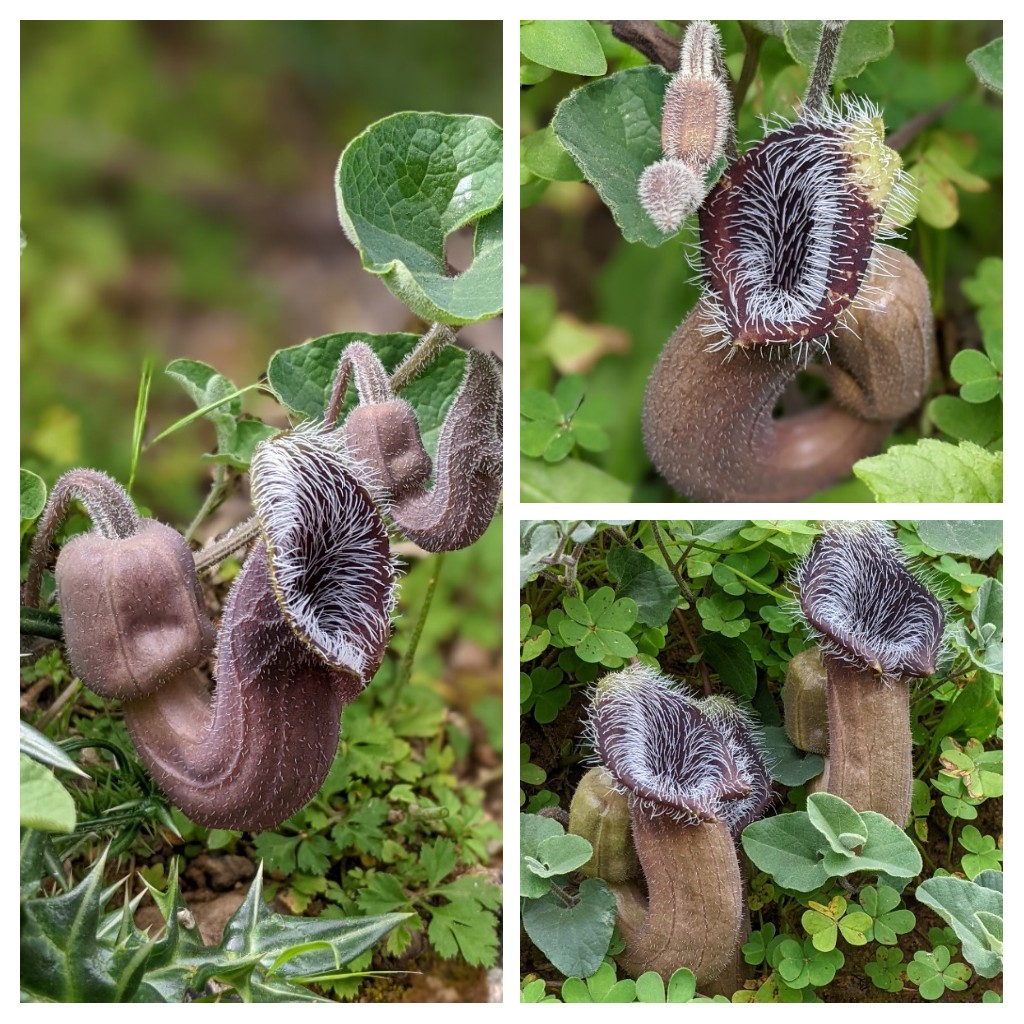 FelixForest1's tweet photo. Aristolochia cretica, abundant in the Zakros Gorge; endemic to Crete. https://t.co/glNfXSCgcE