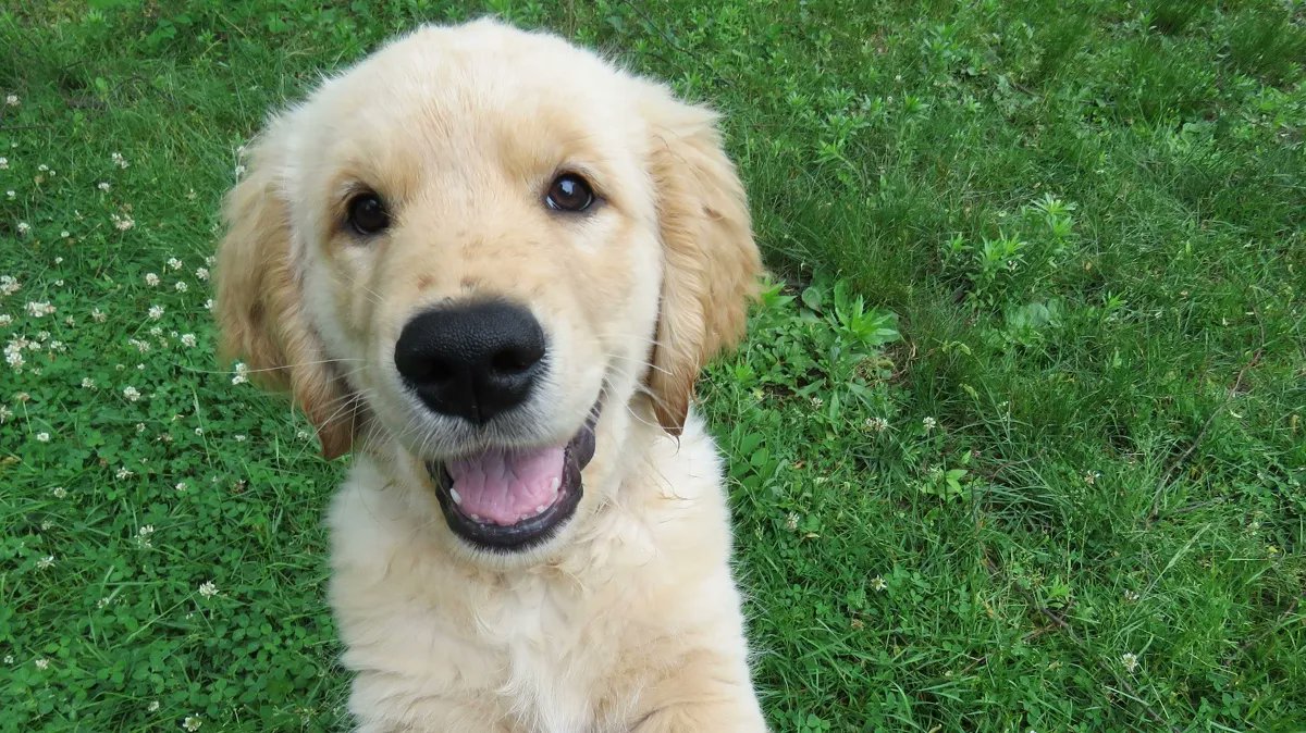 Can’t resist your pup’s adoring expression? A new study suggests ancient humans played a role in selecting #dogs with the sweetest faces. buff.ly/3uMpYvw #expbio @AnatomyOrg @duqedu #puppy #pets