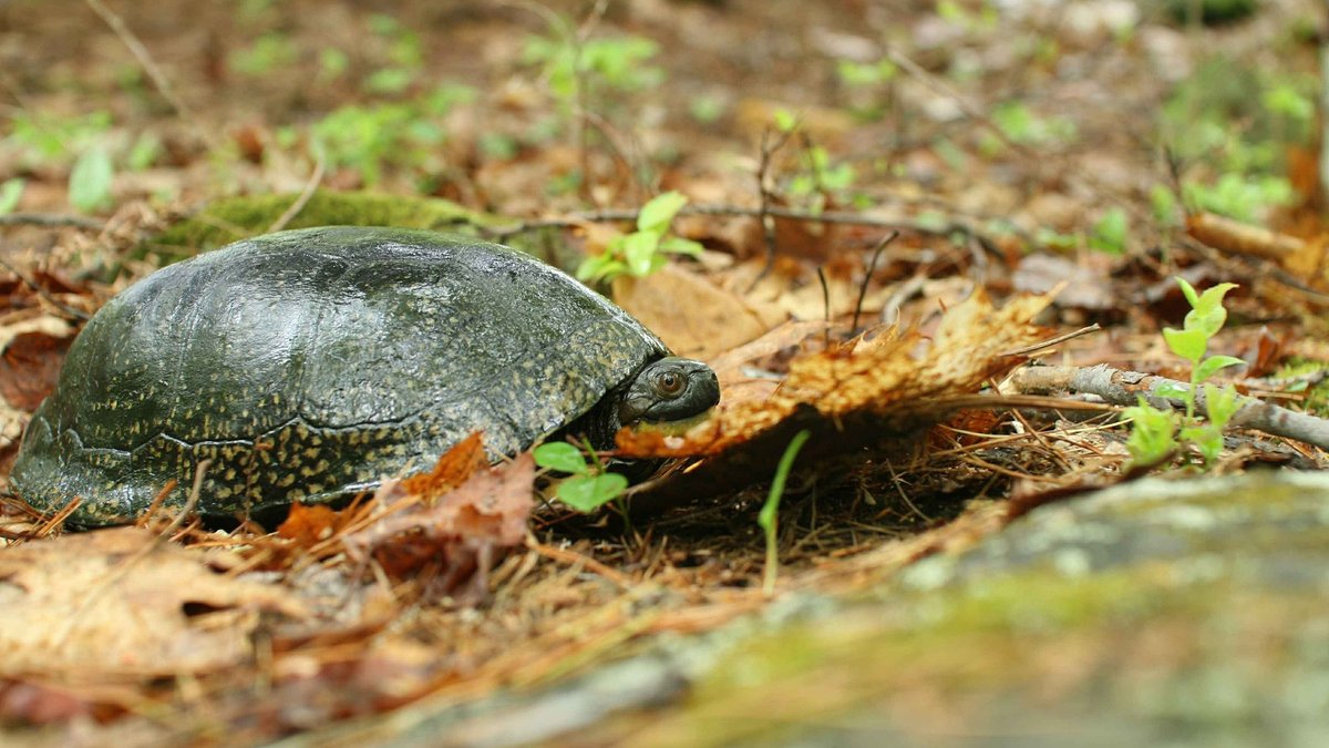 Enjoy this article by a 2022 #BioOneAmbassadorAward nominee: "Multi-scale Assessment of Rock Barrens Turtle Nesting Habitat: Effects of Moisture and Temperature on Hatch Success." Published by <a href="/IchsAndHerps/">ASIH</a>: bio-one.co/3x6Bc0p

See more research at: bio-one.co/3JbXiRx