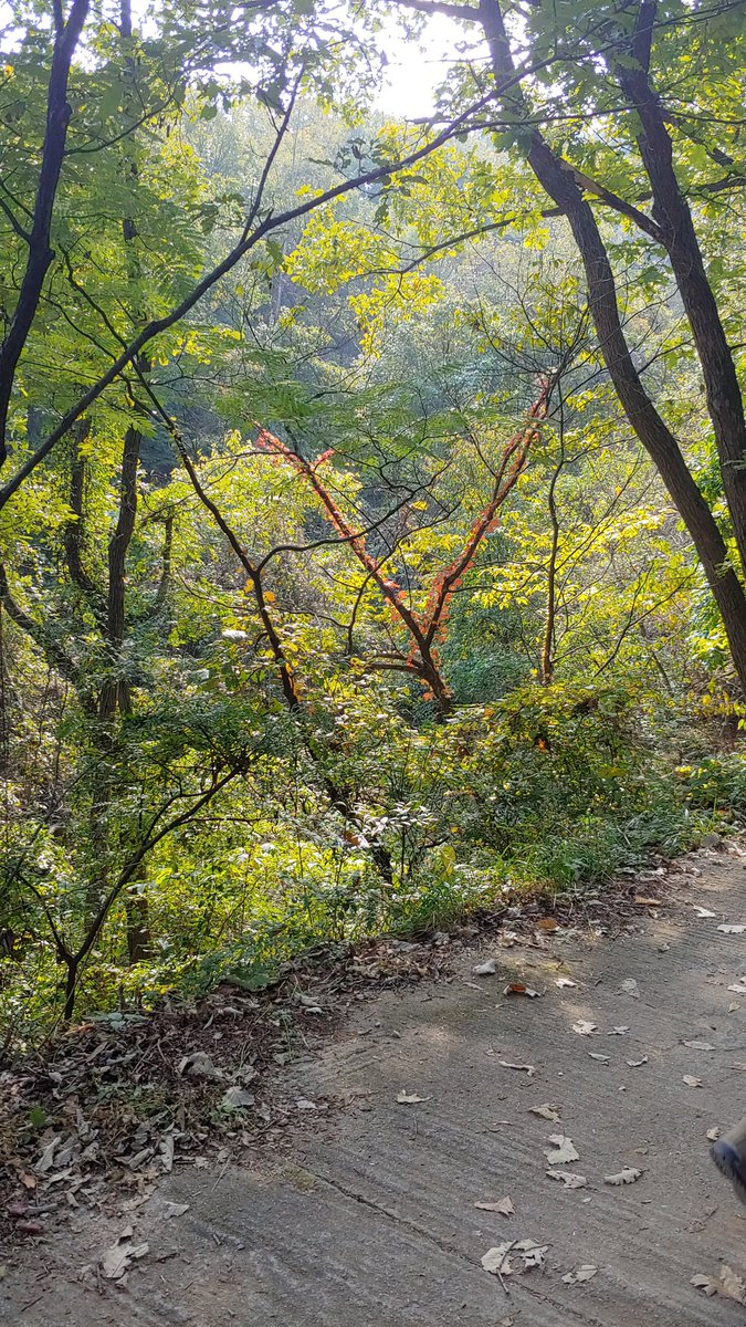 dadanank's tweet image. Along the path