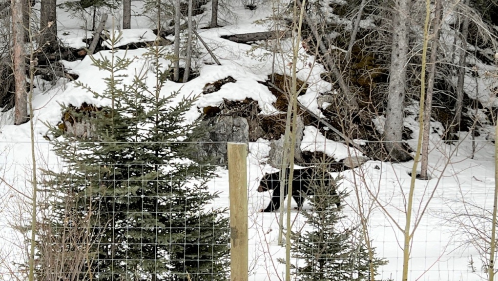 BVRH1's tweet photo. Just a friendly reminder that our big, furry neighbours are all waking up! https://t.co/vKSAYecVRi https://t.co/Q1uLhwsGPO