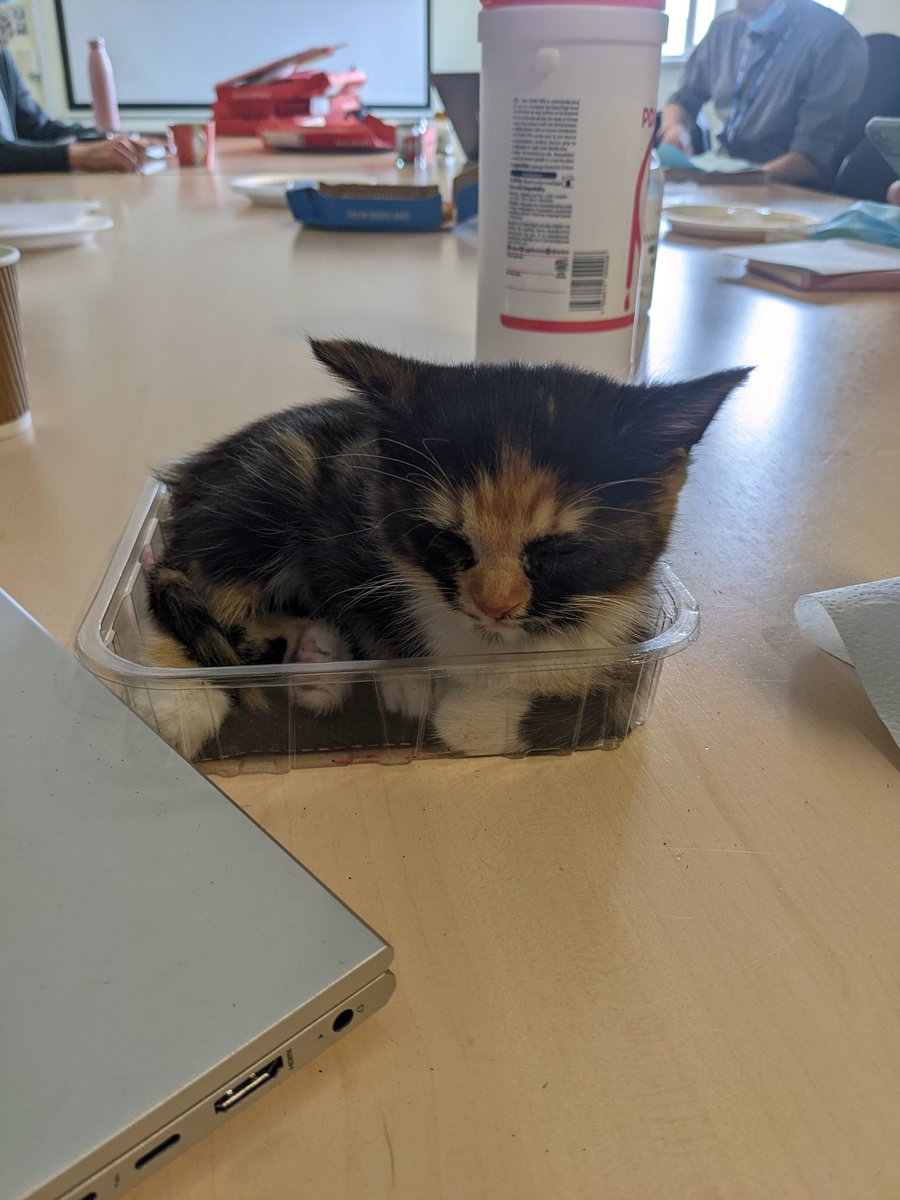 clairejwells's tweet photo. Today Cookie the kitten joined our awayday and actually made more sense than the rest of us #catmanager #anyotherbusiness https://t.co/eD0TWV9Kmb