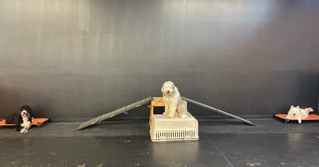 PCDogTraining's tweet photo. Billie in the middle!🐶 When multiple dogs can “place” around each other, it’s a job well done 👏🏽 
#sheepadoodle #sheepdogsofinstagram https://t.co/P8XG8EKk8H