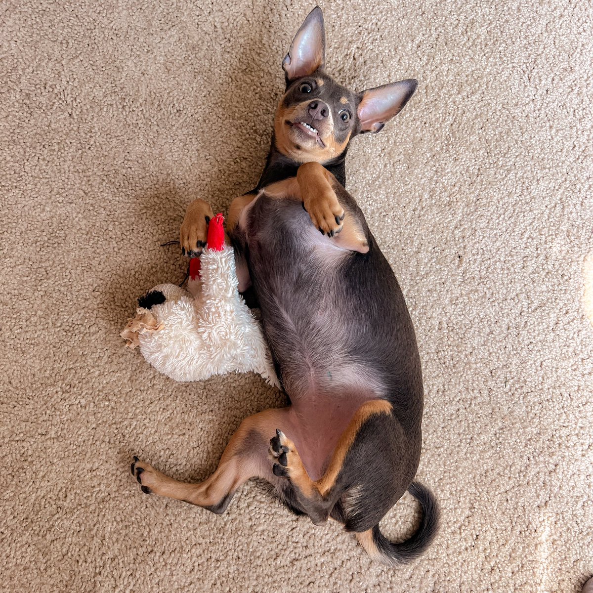 My baby is such a cutie 😍 She loves the camera!