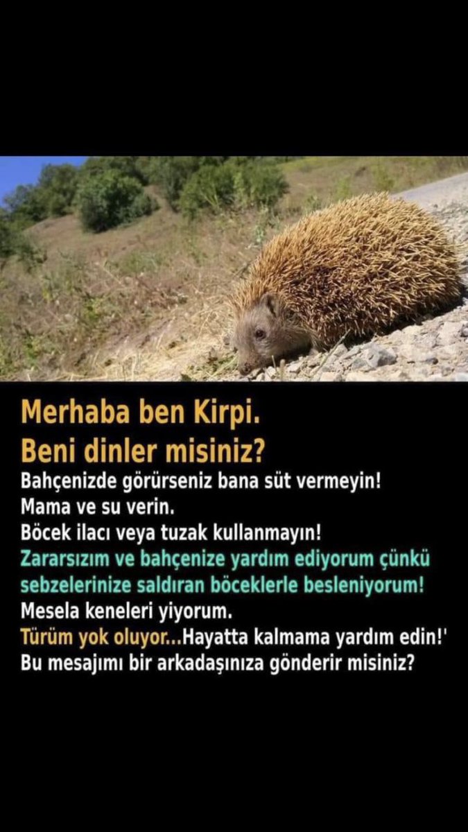 Burçin Büke (@burcinbuke) on Twitter photo 