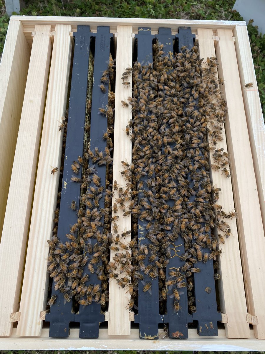 They’re home!! Officially moved to the permanent hive body today! #TheBeeCause #PollinatorEducation