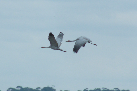 HamishCumming's tweet photo. The  #Brolga up and about as a light fog lifts this morning
#Australia #nature #environment #extinction https://t.co/npm88ckOqI