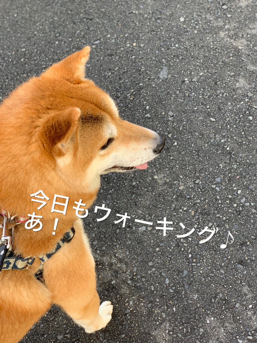 chofu0711's tweet photo. ウォーキング中にいつもばったり会う、近所のおばあちゃんから優しさを貰い喜ぶ柴犬ホクト。#犬 #doglover #dogstagram #dogslife #cutepets ＃柴犬　＃暖かいご近所さん　＃おばあちゃん好きの柴犬　＃優しい調布市のおばあちゃん　#調布市　＃しばいぬ　#いぬすたぐらむ　#わんこ　#いぬのきもち https://t.co/HEw1avnk0V