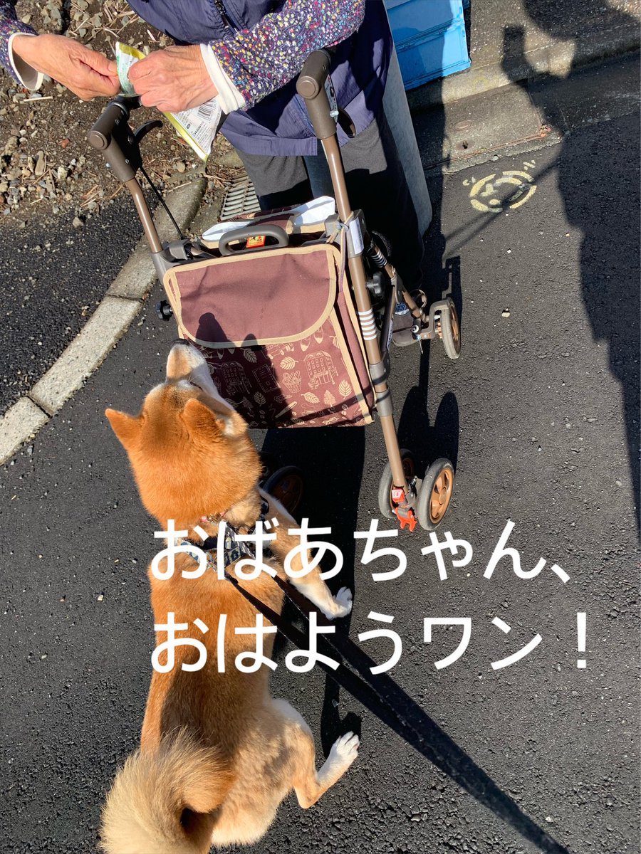 chofu0711's tweet photo. ウォーキング中にいつもばったり会う、近所のおばあちゃんから優しさを貰い喜ぶ柴犬ホクト。#犬 #doglover #dogstagram #dogslife #cutepets ＃柴犬　＃暖かいご近所さん　＃おばあちゃん好きの柴犬　＃優しい調布市のおばあちゃん　#調布市　＃しばいぬ　#いぬすたぐらむ　#わんこ　#いぬのきもち https://t.co/HEw1avnk0V