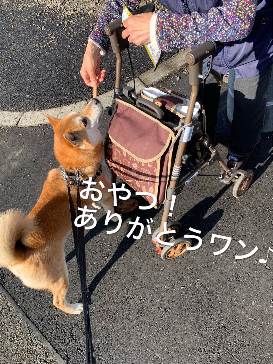 chofu0711's tweet photo. ウォーキング中にいつもばったり会う、近所のおばあちゃんから優しさを貰い喜ぶ柴犬ホクト。#犬 #doglover #dogstagram #dogslife #cutepets ＃柴犬　＃暖かいご近所さん　＃おばあちゃん好きの柴犬　＃優しい調布市のおばあちゃん　#調布市　＃しばいぬ　#いぬすたぐらむ　#わんこ　#いぬのきもち https://t.co/HEw1avnk0V