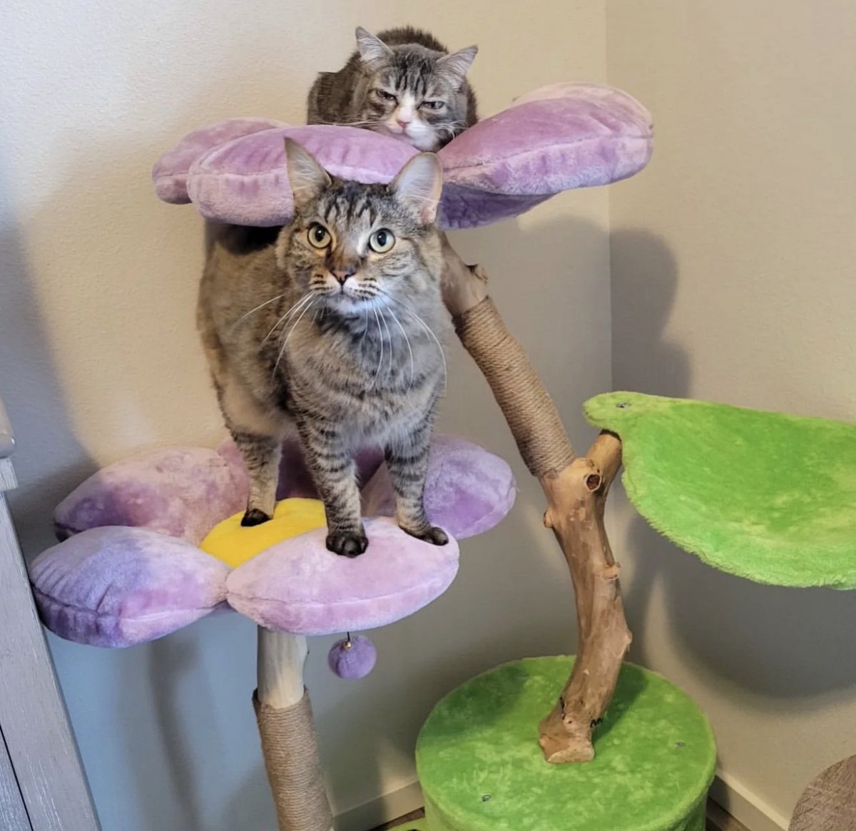 kbspets's tweet photo. Double the trouble 😼 #CatSwag https://t.co/SGlhLz9xEI