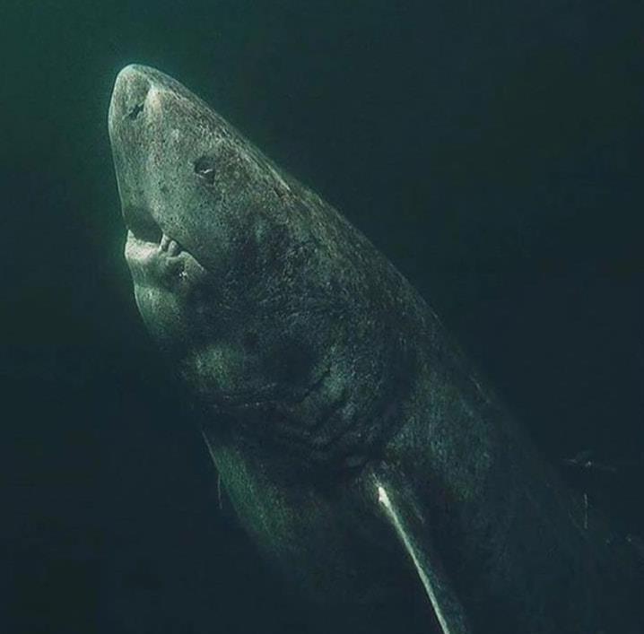 BlueFielder's tweet photo. This is a 392-year-old shark that was recently discovered in the Artic ocean. He has been wandering the seas since 1627. https://t.co/eFeGaGsX9g