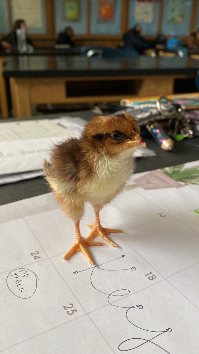 Well- after 2 years of no animals at <a href="/helenfortschool/">HFMS</a> , here’s the lone survivor of this year’s hatchlings … Albert Eggstein !!! 🐣 #iteachscience #Biology