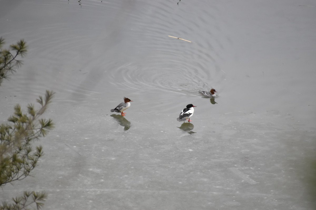 A few #HoodedMergansers from last week 🦆 #ducks #birds #birding